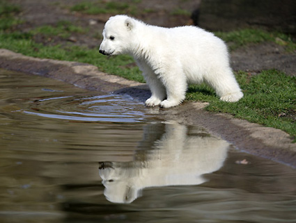 Cutest Polar Bear